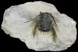 Spiny Leonaspsis Trilobite - Excellent Detail #89298-1